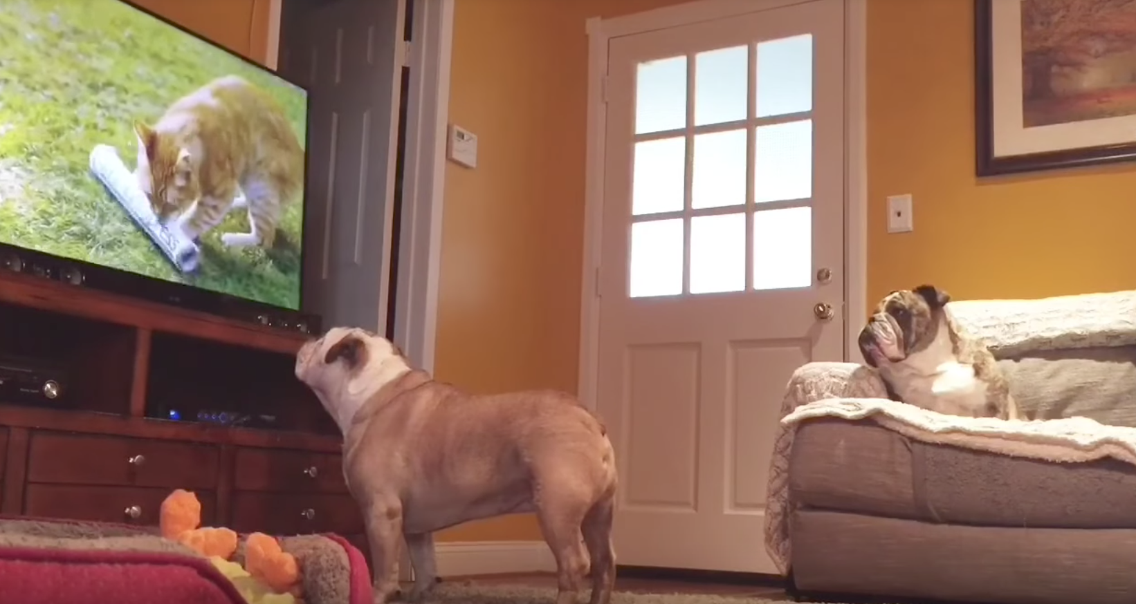 Собаки смотрят телевизор. Собака и телевизор. Собака смотрит телевизор. Домашние животные ТВ. Собака ТВ телевизор ..