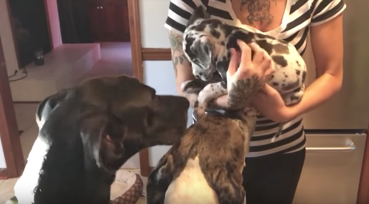 Mom Introduces The New Pup To The Dogs, But The Great Dane ...