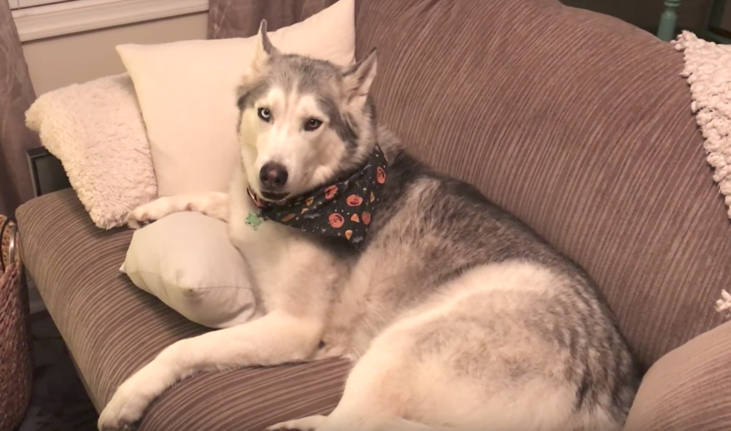 Mom Asks Her Dog If He Pooped On The Floor Husky Proceeds To Give
