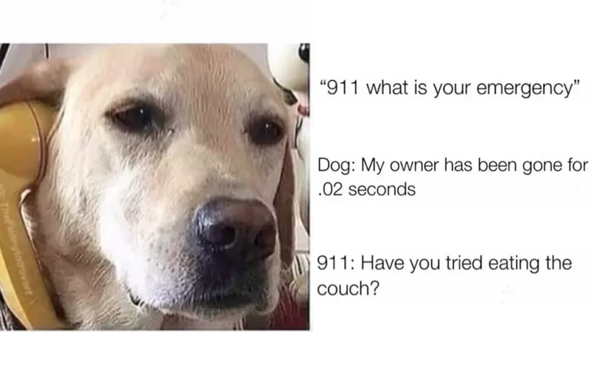 14 Hilarious Dog Memes To Start Your Day Off On The Right Foot