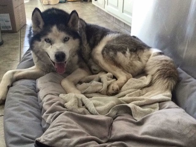 After 15 Years On A Chain In The Worst Conditions, Husky Finally Learns ...