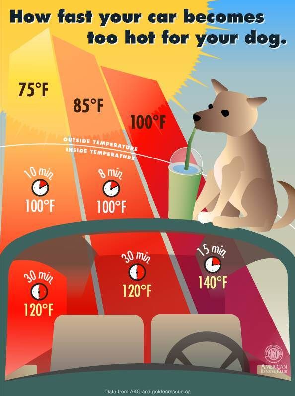 Temperature In Car For Dogs Chart