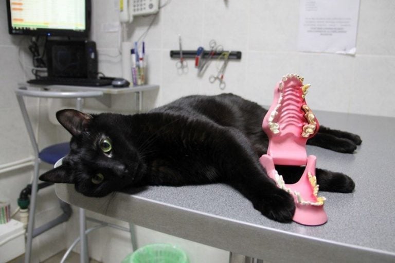 Paralyzed Cat Dedicates His Life To Helping And Saving Other Animals In