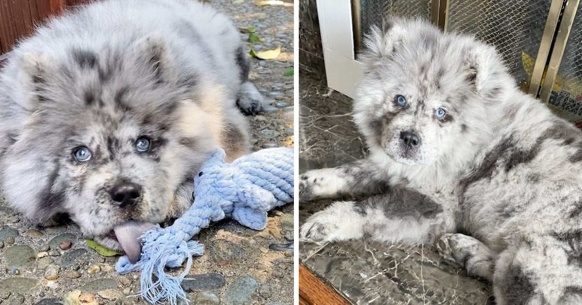 chow chow therapy dog