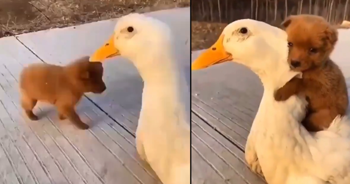 Puppy Meets A Duck For The First Time And Takes To It For